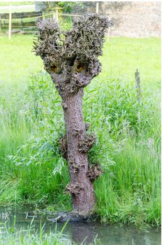 Strange, cropped pasture on a meadow in front of a ditch with a birds eye.