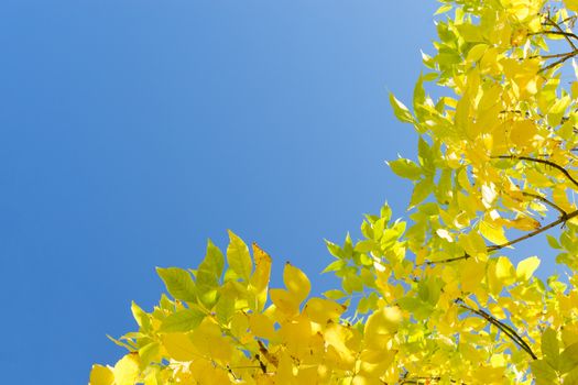 Golden autumn yellow leaves against clear blue sky. Corner frame background with free copy-space area for text.