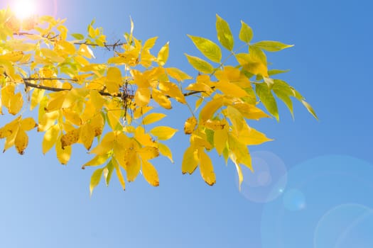 Backlit branch of autumn tree with yellow leaves against blue sky and sunshine flare