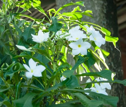 Beautiful white flowers and fresh name Plumeria Pudica, Endurance is excellent all year, flower breeding is so easy. The area is very beautiful flowers.