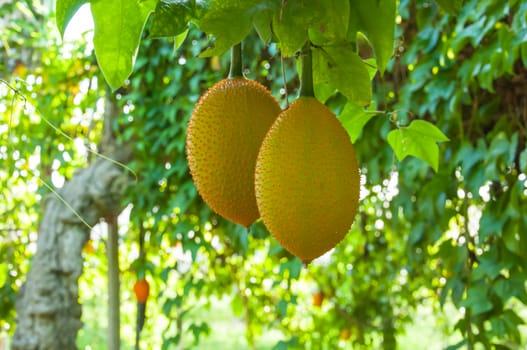 Gac fruit as as Baby Jackfruit, Spiny Bitter Gourd, Sweet Gourd, or Cochinchin Gourd. It has been traditionally used as both food and medicine, have found it to be amongst the most nutrient-dense fruits known making it prized for its ability to promote longevity, vitality, and health.