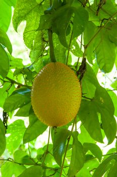 Gac fruit as as Baby Jackfruit, Spiny Bitter Gourd, Sweet Gourd, or Cochinchin Gourd. It has been traditionally used as both food and medicine, have found it to be amongst the most nutrient-dense fruits known making it prized for its ability to promote longevity, vitality, and health.