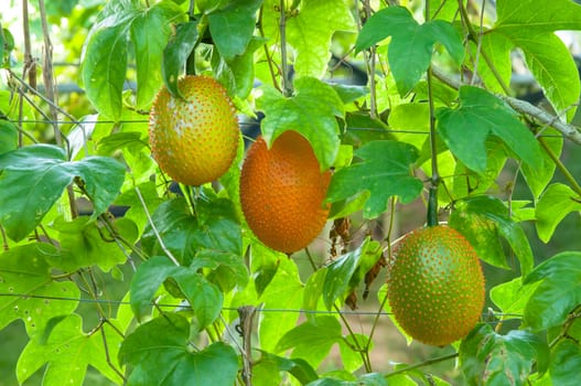 Gac fruit as as Baby Jackfruit, Spiny Bitter Gourd, Sweet Gourd, or Cochinchin Gourd. It has been traditionally used as both food and medicine, have found it to be amongst the most nutrient-dense fruits known making it prized for its ability to promote longevity, vitality, and health.