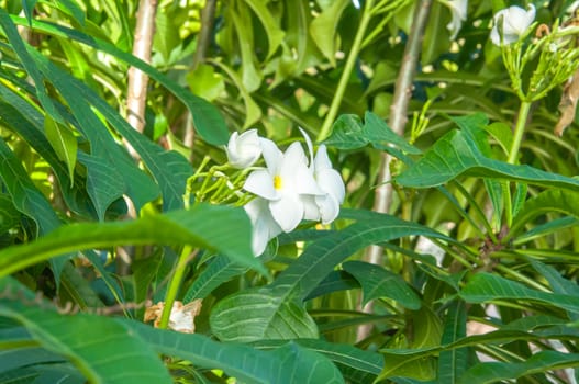 Beautiful white flowers and fresh name Plumeria Pudica, Endurance is excellent all year, flower breeding is so easy. The area is very beautiful flowers.