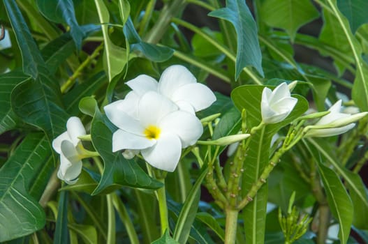 Beautiful white flowers and fresh name Plumeria Pudica, Endurance is excellent all year, flower breeding is so easy. The area is very beautiful flowers.