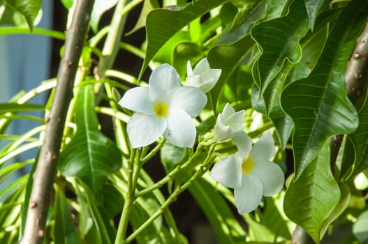 Beautiful white flowers and fresh name Plumeria Pudica, Endurance is excellent all year, flower breeding is so easy. The area is very beautiful flowers.