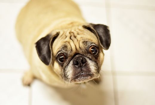 Cute Pug dog