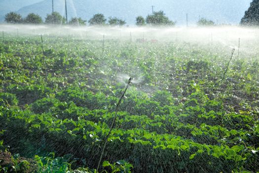 Watering crops by sprinkler irrigation on a farm land