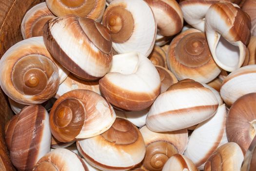 several seashells on the beach