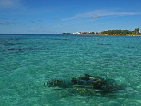 a green tropical sea, with a boiler reef clearly visible below the surface