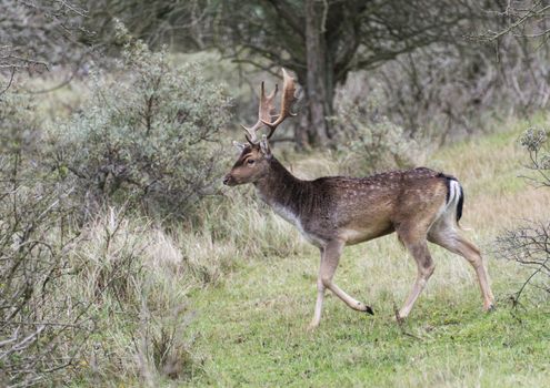 floow deer wildlife in dutch nature in autumn
