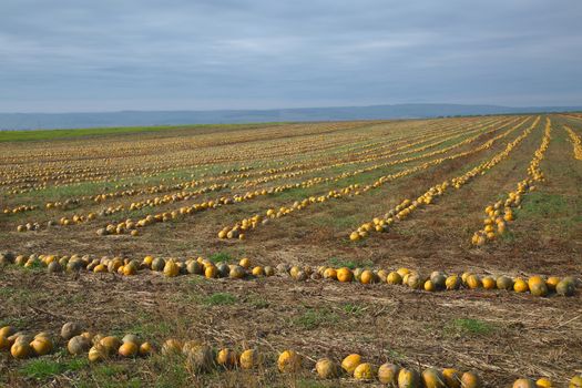 Rows of pumpkins on a field