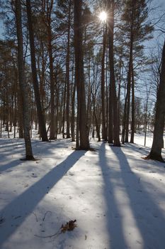 Winter trees in the park