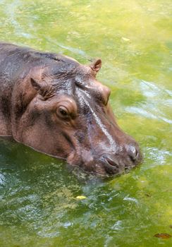 Wild hippopotamus swimming in the zoo