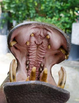 Hippopotamus open mouth for feeding in zoo