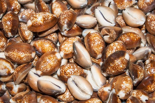 several seashells on the beach