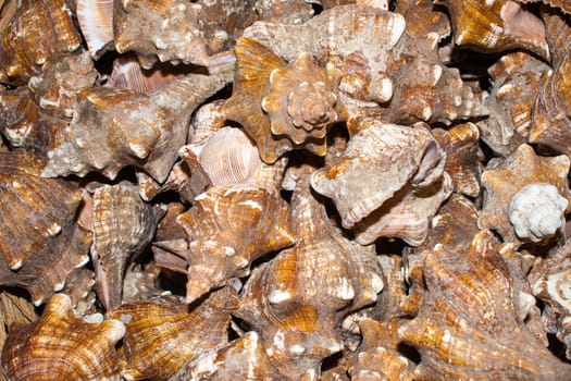 several seashells on the beach