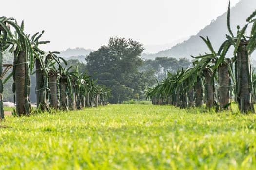 a field with fruit bushes Hylocereus on a background of sky