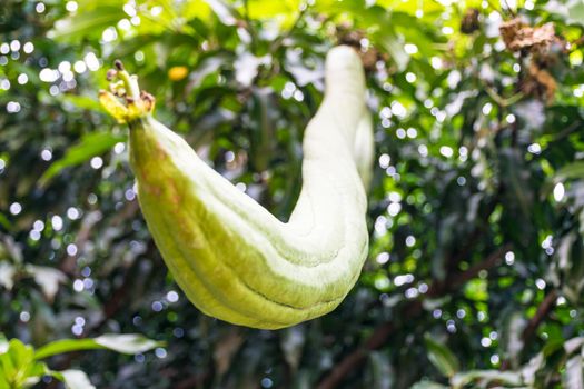 big Green eggplant hand on plant tree nature