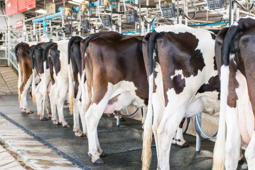 bottom dairy cow standing in farm cows background nature