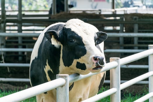 dairy cow in farm cows background nature