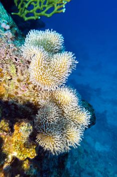 coral reef with beautiful white soft coral at the bottom of tropical sea