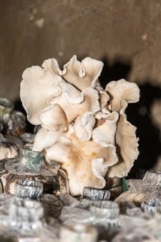mushrooms white in laboratory mushrooms nature closeup