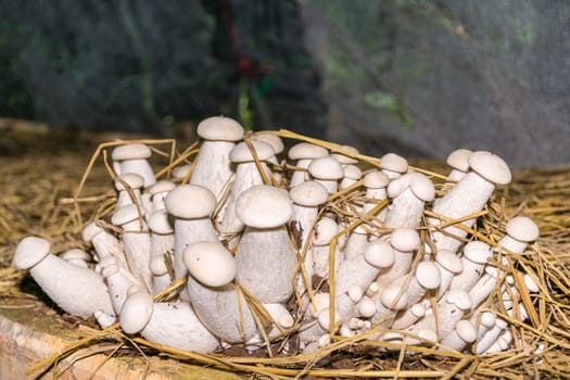 mushrooms white in the forest mushrooms nature closeup