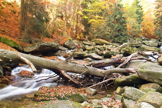 Photo shows a closeup of an autumn forest with river and stones.