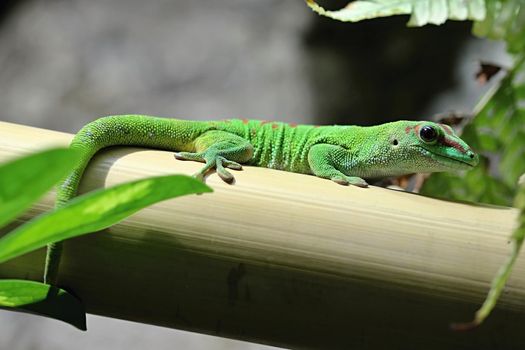 Photo shows a green lizard in the middle of grass.