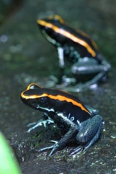 Photo shows a green frog in the middle of grass.