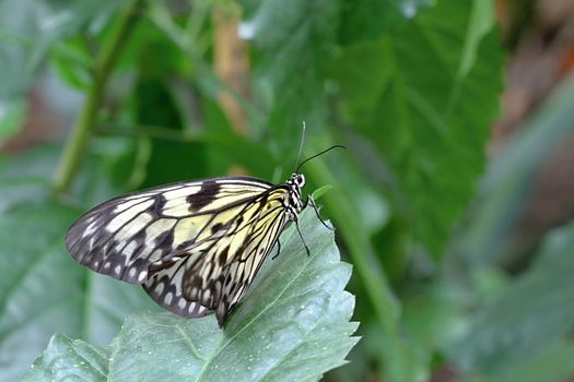 Photo shows details of colourful butterfly in the park.