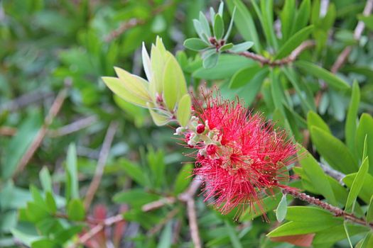 Photo of Spanish Flowers in the Parcs made in the late Summer time in Spain, 2013