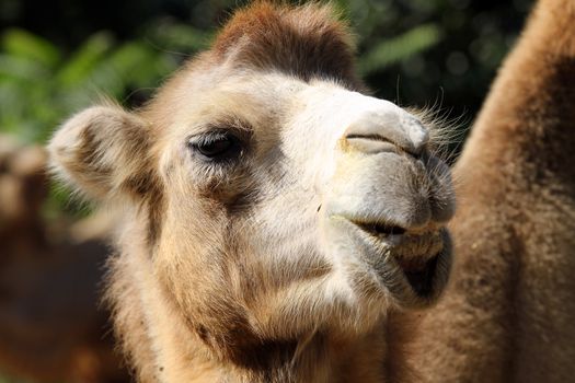 Portrait of a camel in the zoo close up