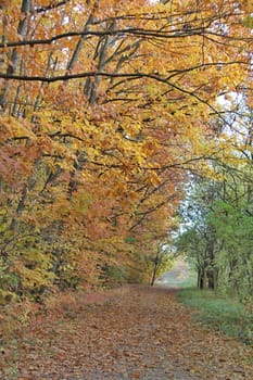 Photo of Autumn Colourful Leafs made in the late autumn.