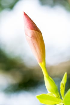 Pink flower Adenium obesum ,Impala Lily background natural