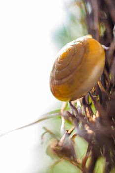 snail on Liana beauty backgrounds macro close-up