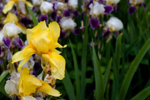Yellow, white and purple irises in the garden
