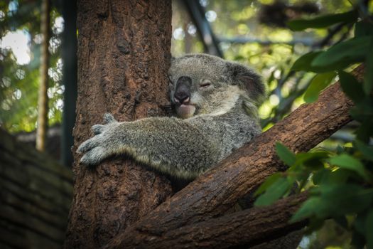 Koala Bear sleeping in a tree in ChiangMai zoo in Thailand