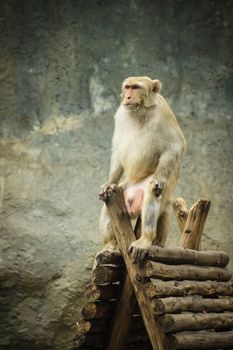 A monkey sits on a wooden house in a zoo in Thailand