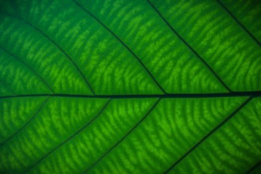 big green leaves background in summer day