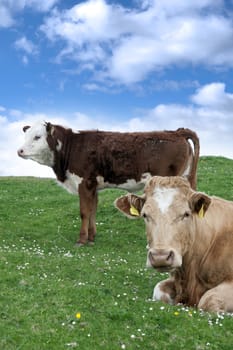 cattle feeding on the green grass of county Kerry Ireland on the wild atlantic way