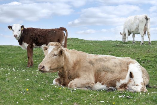 cattle feeding on the green grass of county Kerry Ireland on the wild atlantic way