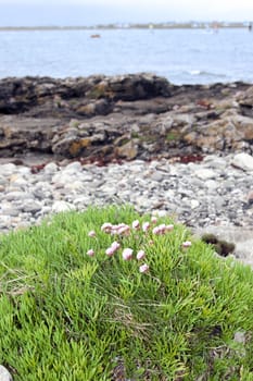 coastal pink wildflowers on the wild atlantic way in county Kerry Ireland