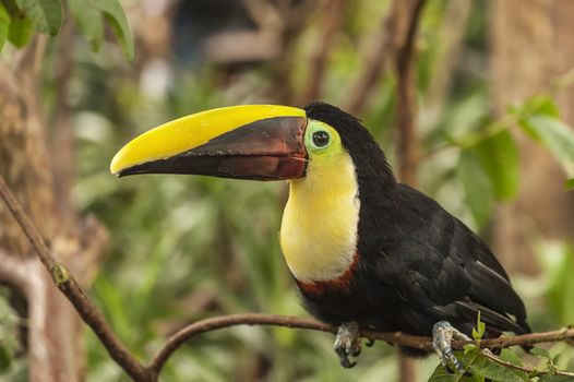 Chestnut-mandibled toucan perched on a branch in Costa Rica