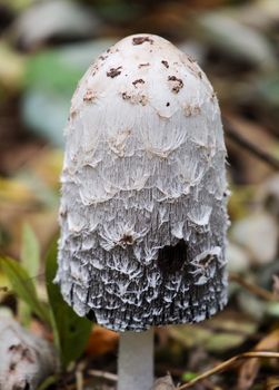 wild growing shaggy ink cap mushroom coprinus comatus