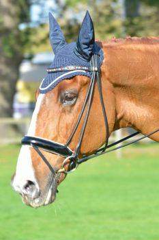 Chestnut and white horse head