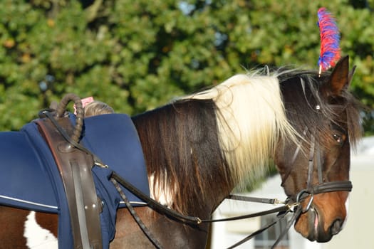 large show pony with headdress