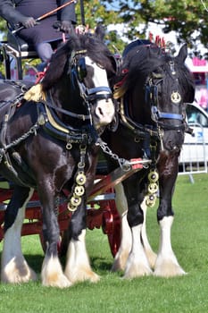 pair of working shire horses