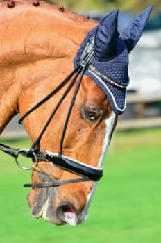 Chestnut dressage horse with blue cap in portrait aspect